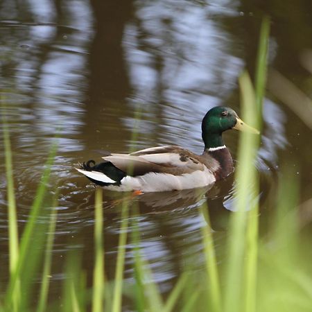 Saarlandtraum Weihermuehle Schmelz Экстерьер фото